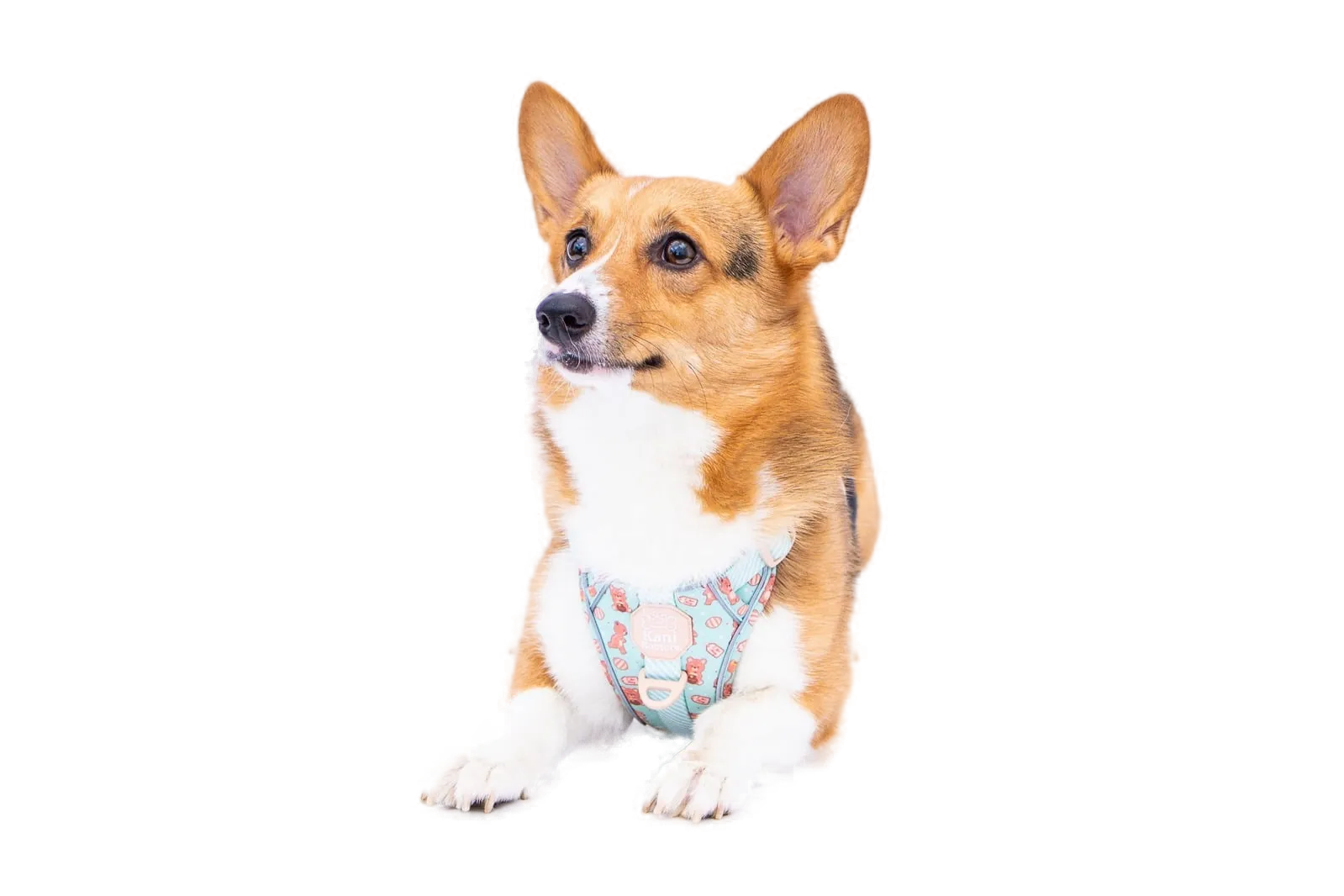Laszlo The Corgi